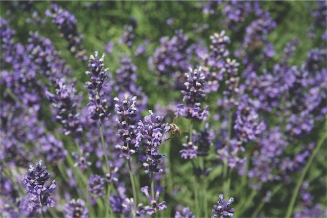 English lavender - Egerton Blue